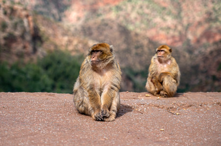 Two Barbary macaques sit calmly on a rocky surface, enjoying the sunny day in Morocco.