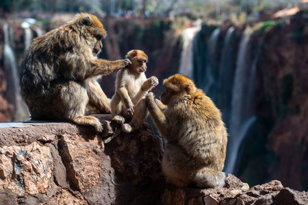 Three monkeys engage in playful behavior beside waterfalls in Morocco