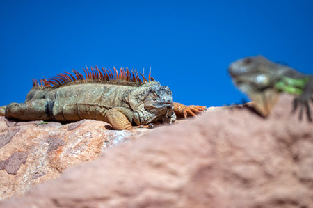 Iguanas basking in the sun on rocky terrain in a desert landscapeの写真素材