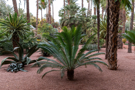 Lush palm trees and greenery create a serene atmosphere in Morocco's desert landscapeの写真素材