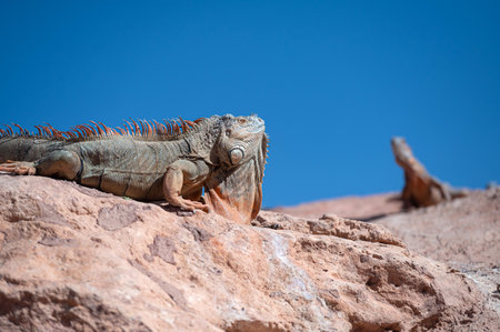 Two iguanas relax on warm rocks under the clear blue sky in Morocco's desert.の写真素材