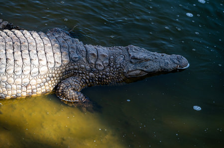 Crocodile glides through water in Morocco, showcasing its textured skin under bright sunlight.の写真素材