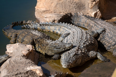 Groups of crocodiles relax and sunbathe on rocky terrain by the water in Morocco.の写真素材
