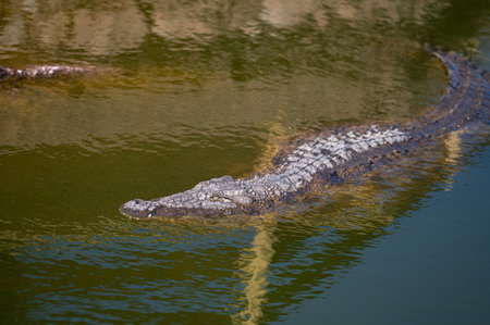 Crocodile swimming in the waters of Morocco during middayの写真素材