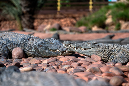 Crocodiles resting on pebbles in a serene setting in Morocco during daylightの写真素材