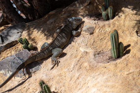 A lizard enjoys the sun in a dry Moroccan landscape scattered with cacti.の写真素材