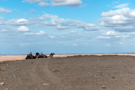 Camels resting under the cloudy sky in the Agafay Desert of Moroccoの写真素材