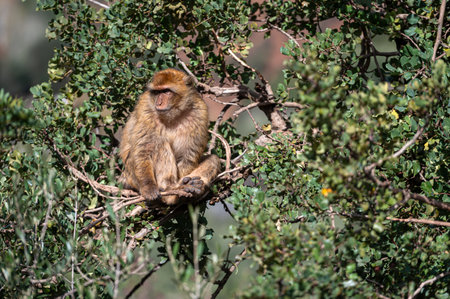 Monkeys lounging in the lush greenery of the Moroccan Atlas Mountainsの写真素材