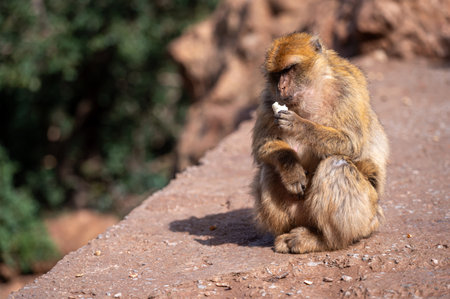 Barbary macaque sitting on a stone ledge in Morocco while eating a piece of foodの写真素材
