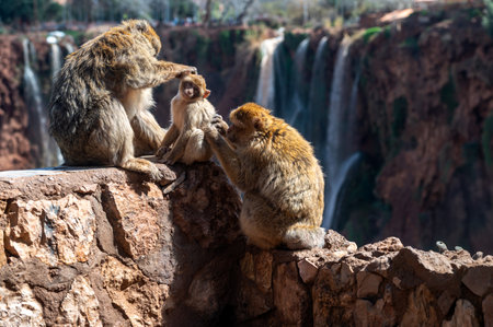 Monkeys interact playfully near waterfalls in Morocco on a sunny dayの写真素材
