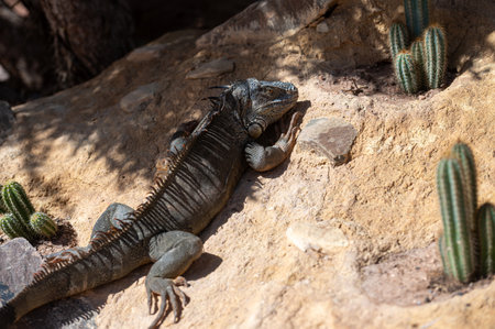 Lizard basking under the sun in a desert landscape with cactiの写真素材