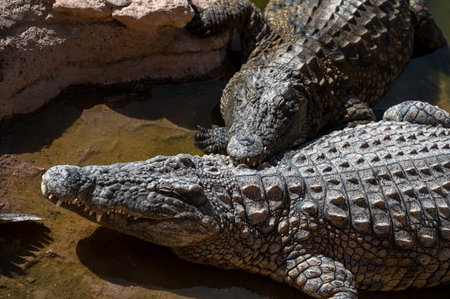 Crocodiles basking in the sun along the water's edge in Morocco's natural habitatの写真素材