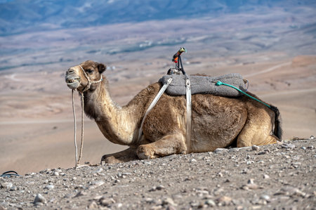 A camel rests on rocky ground in the Agafay desert, showcasing its majestic presence.の写真素材