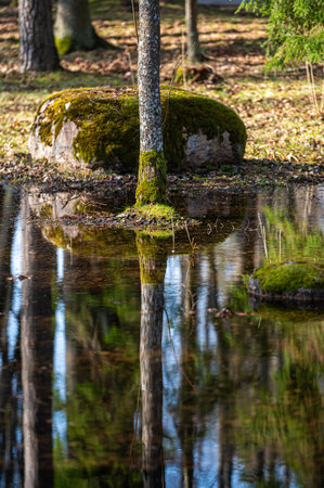 Moss-covered stones reflect in clear water within a serene forest setting during daylight.の写真素材
