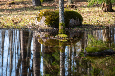 Springtime beauty shows trees reflecting in calm water with a mossy rock centerpiece.の写真素材