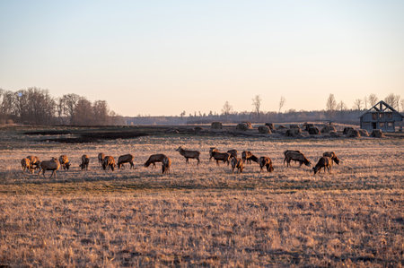 Deer gather and graze in a field during twilight hours with a barn nearbyの写真素材