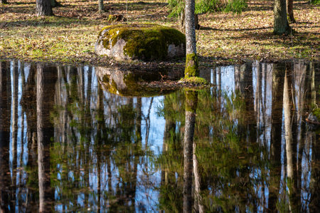 Serene reflection of trees and moss-covered rock in tranquil water during springtime