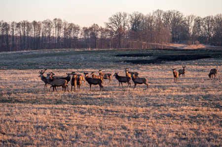 Herd of deer grazing in open field at dusk near rustic barnの写真素材