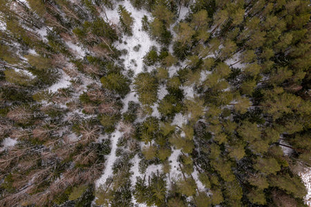 Aerial view of a snow-dusted forest showcasing evergreen trees scattered across white ground.