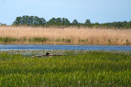 An eagle rests on a tree on the Nemunas River in Lithuania, capturing the serene riverside landscapeの写真素材