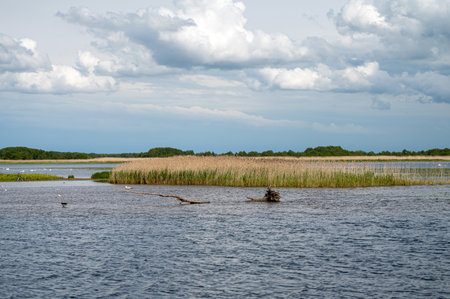 Vibrant wetland features tall grass and tranquil water with clouds above during daylight hours.
