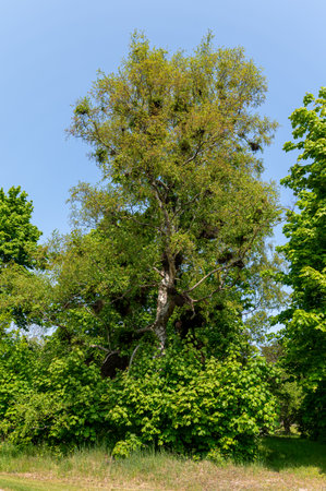 Tall, vibrant tree stands out amid thick greenery in a sunny park setting.の写真素材