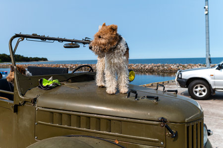 A dog perches on the hood of an old vehicle at a seaside location under clear skies.の写真素材