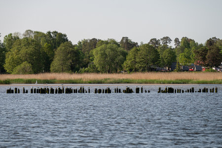 Wooden posts rise from tranquil waters, surrounded by lush green trees in spring.の写真素材