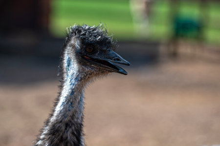 A close-up view of an emu with a unique appearance in a sunny farm setting.の写真素材