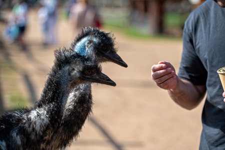 Two emus eagerly reach for food held by a person in a lively outdoor location.の写真素材