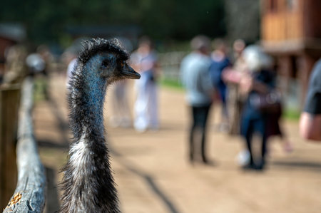 An emu stands near a wooden fence while people explore a wildlife park on a sunny day.の写真素材