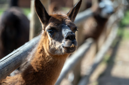 A llama peers over a wooden fence at a farm on a bright autumn day.の写真素材