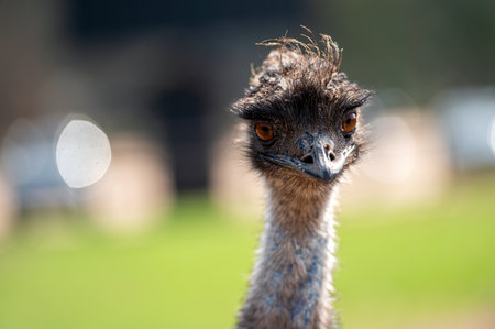 Emu with striking eyes and feathers stands prominently against a blurred green backgroundの写真素材
