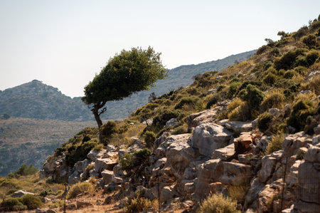 A lone tree atop Crete's rocky hillside showcases the island's beauty.の写真素材