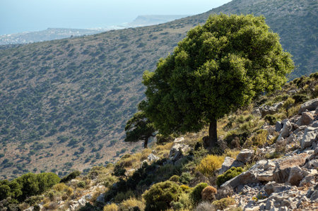 Rugged mountains and green trees fill Crete's sunny landscape.の写真素材