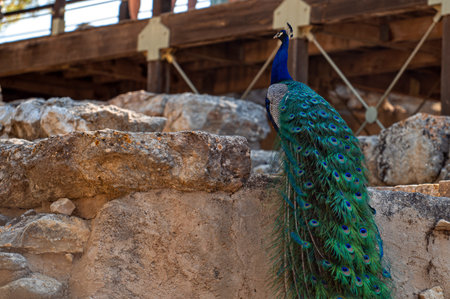 A peacock shows its vibrant plumage near historic structures on the island of Crete.の写真素材