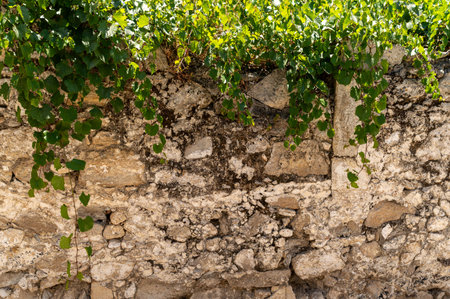 Discover the beauty of ancient stone walls covered with lush green vines in Crete's sunlight.の写真素材