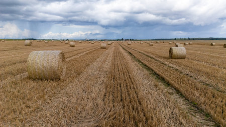 Rolls of hay are arranged in lines on a golden field with a cloudy sky overhead.