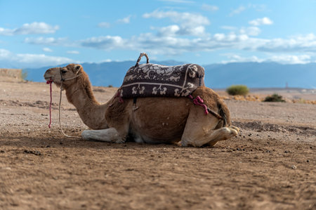 A camel rests on the rocky ground overlooking the vast expanse of the Agafay desert.の写真素材