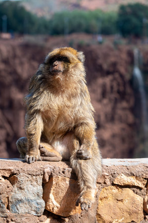 Baboons relax on a stone ledge overlooking natural beauty in Moroccoの写真素材