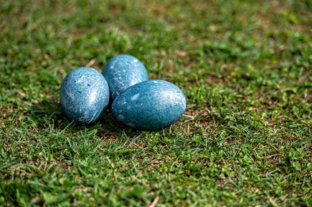 Three vibrant Easter eggs resting on lush green grass under a clear sky.の写真素材