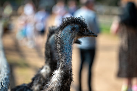 Emus interact in a farm setting while visitors observe and enjoy the sunny day.の写真素材