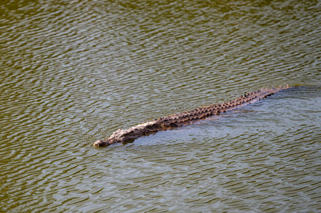 Crocodiles swimming in a tranquil Moroccan waterway at middayの写真素材