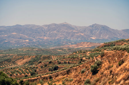 Olive trees stretch across hills in Crete, showcasing the natural beauty of the landscape.の写真素材