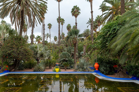 Serene palm garden showcasing tropical plants and vibrant colorsの写真素材