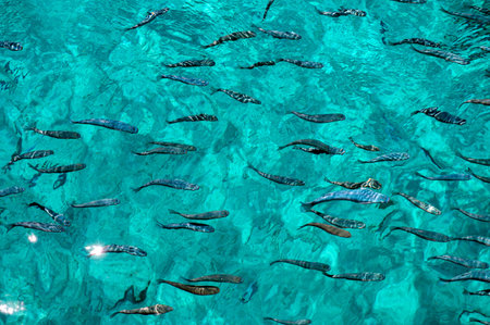 Groups of vibrant fish glide through the turquoise waters of Crete in summer.の写真素材