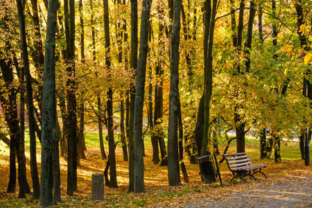 Autumn In The Park