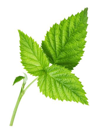 Raspberry's leaf isolated on white backgroundの写真素材