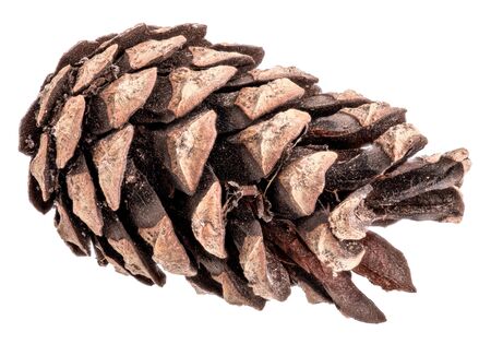 Pine cone isolated on white background with clipping pathの写真素材