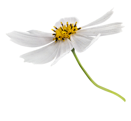 White daisy flower isolated on white background with clipping pathの写真素材